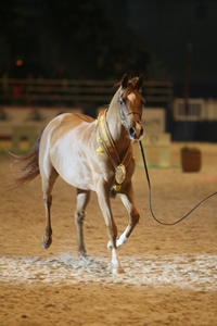World Arabian Championship - Paris Horse Show